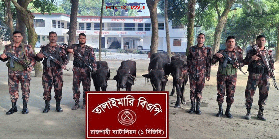 রাজশাহীতে বিজিবির অভিযানে চারটি ভারতীয় মহিষ আটক