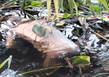 আদমদীঘিতে ডোবা থেকে অজ্ঞাত ব্যক্তির লাশ উদ্ধার