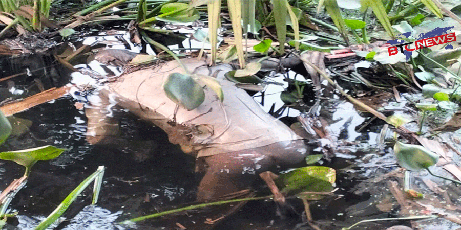 আদমদীঘিতে ডোবা থেকে অজ্ঞাত ব্যক্তির লাশ উদ্ধার