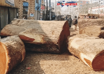 কুমিল্লায় রাতের আঁধারে কাটা হলো শতবর্ষী ৭টি গাছ, এলাকাবাসীর ক্ষোভ