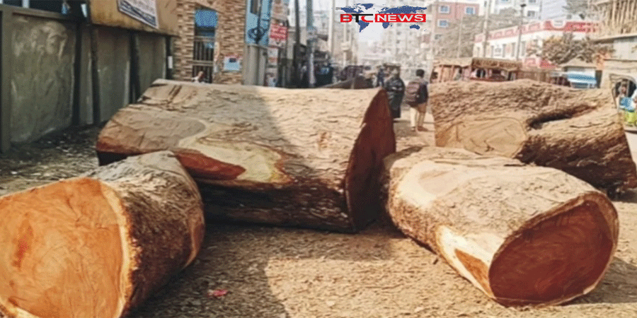 কুমিল্লায় রাতের আঁধারে কাটা হলো শতবর্ষী ৭টি গাছ, এলাকাবাসীর ক্ষোভ