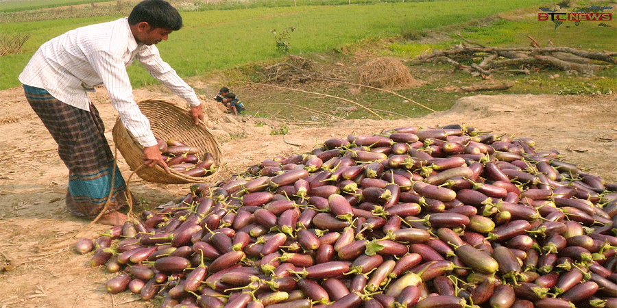 যমুনা ও ব্রহ্মপুত্র নদের চরগুলোতে বেগুন চাষে কৃষকের ভাগ্য বদল