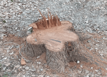 চাঁপাইনবাবগঞ্জে বাবু ড্যাং এর সরকারি গাছ কেটে নিচ্ছে দূর্বৃত্তরা, জানা নেই বরেন্দ্র কর্তৃপক্ষের