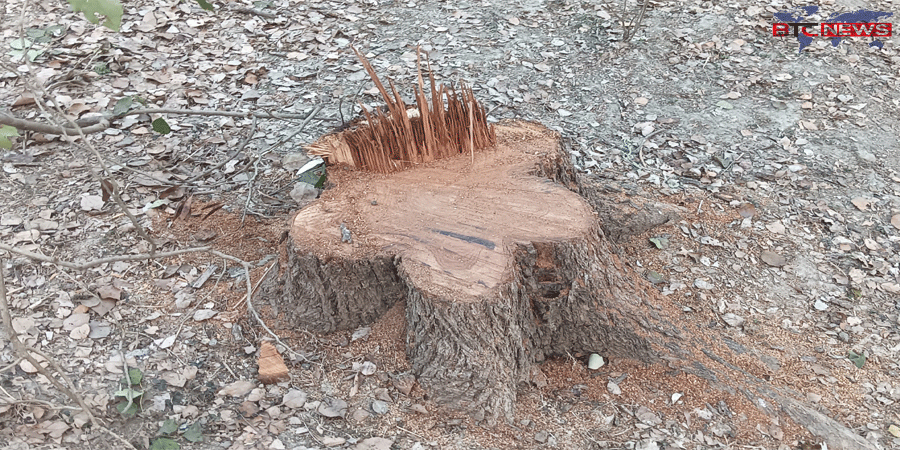 চাঁপাইনবাবগঞ্জে বাবু ড্যাং এর সরকারি গাছ কেটে নিচ্ছে দূর্বৃত্তরা, জানা নেই বরেন্দ্র কর্তৃপক্ষের