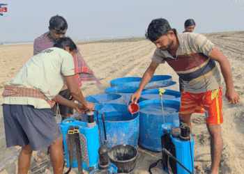 পদ্মার পলি মাটিতে সফল তরমুজ চাষ, রমজানে মিলবে স্থানীয় ফল