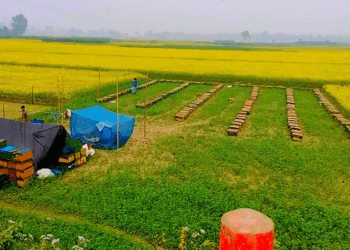 সরিষা উৎপাদনে অপার সম্ভাবনা মধু আহরণে স্বাবলম্বী মৌয়ালরা