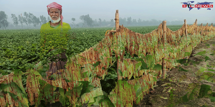 লাভের আশায় লালমনিরহাটে ২৫ হাজার হেক্টর জমিতে তামাক চাষ, খাদ্যশস্যে ভাটা