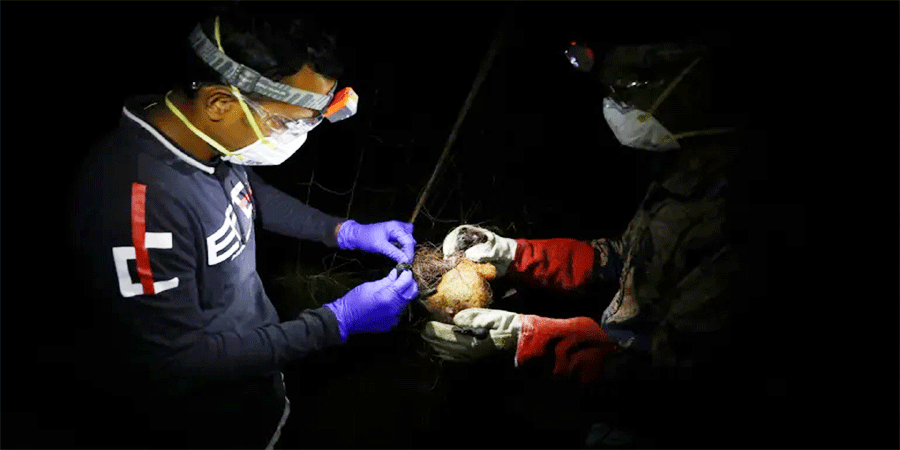 বাংলাদেশে নিপাহ ভাইরাসে মৃত্যুর খবর নিশ্চিত করলো ডব্লিউএইচও