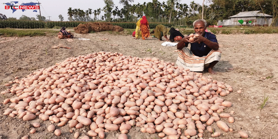 খেতে পড়ে আছে আলু- ঈদ আনন্দ নেই আলুচাষিদের পরিবারে
