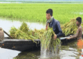 হাওরে পানিতে তলিয়ে যাওয়ায় কাঁচা ধান কাটতে বাধ্য হচ্ছেন কৃষক