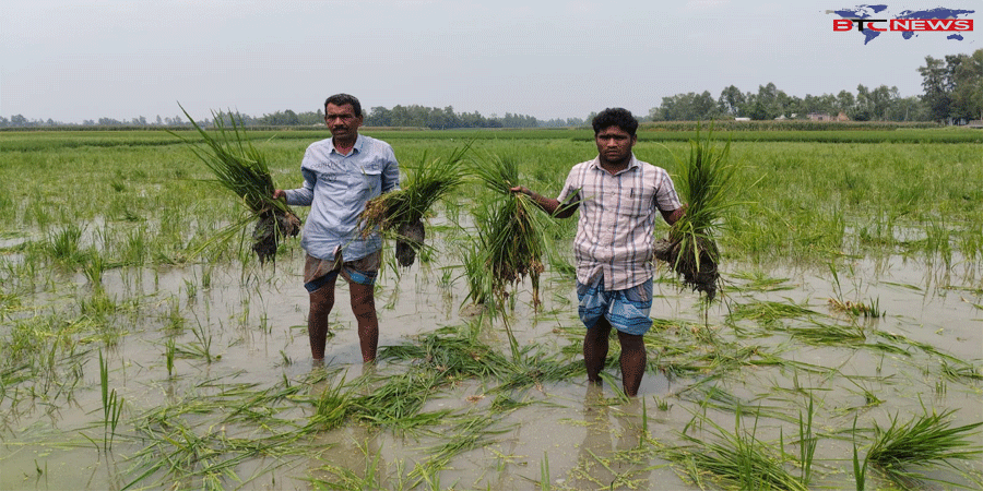 বকশীগঞ্জে রাতের আঁধারে কৃষকের ধানের চারা উপড়ে ফেলেছে দুর্বৃত্তরা