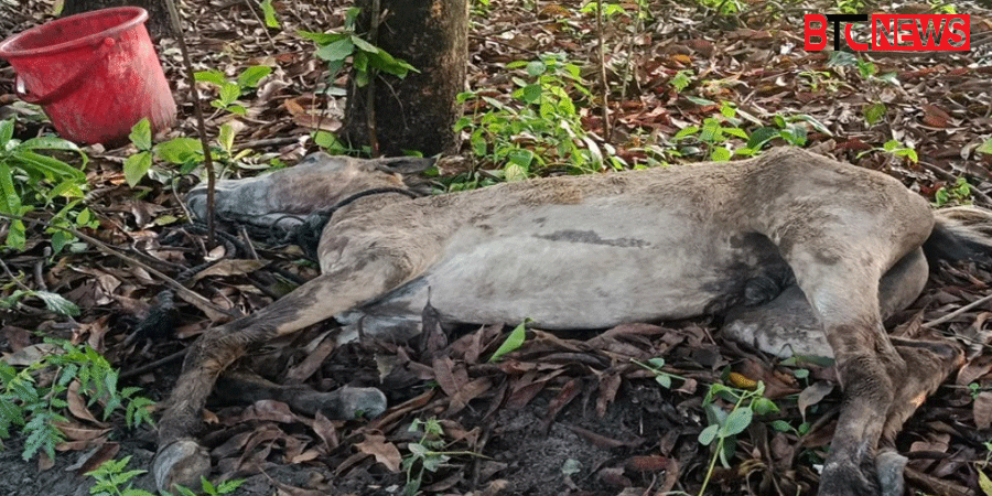 গজারিয়ায় পরিত্যক্ত ঘরে ১৩টি ঘোড়া জবাই, জীবিত উদ্ধার এক
