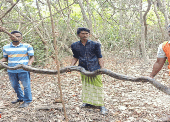 কৃষকের তিনটি হাঁস খেয়ে ফেলে অজগরটি, প্রায় ১৬ ফুট লম্বা বনে অবমুক্ত করা হয়েছে